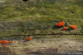 Attēlu rezultāti vaicājumam “Dacrymyces stillatus”