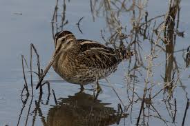 Attēlu rezultāti vaicājumam “Gallinago gallinago eggs”