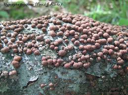 Attēlu rezultāti vaicājumam “Hypoxylon fragiforme / howeianum”