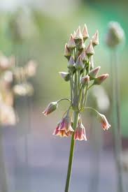 Attēlu rezultāti vaicājumam “Allium holandicum bud”