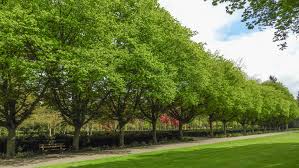 Attēlu rezultāti vaicājumam “Carpinus betulus”