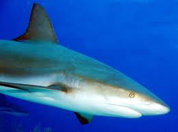Image result for Carcharhinus perezii