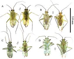 Attēlu rezultāti vaicājumam “Miridae”