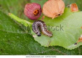 Attēlu rezultāti vaicājumam “Hydriomena furcata”