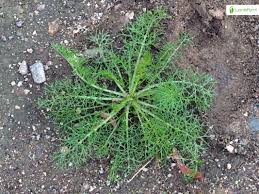 Attēlu rezultāti vaicājumam “Tripleurospermum inodorum leaf”