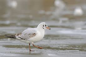 Attēlu rezultāti vaicājumam “Larus ridibundus juvenile”