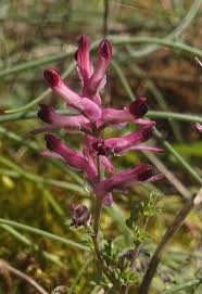 Image result for Fumaria officinalis