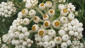 Attēlu rezultāti vaicājumam “Anaphalis margaritacea leaf”