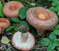 Attēlu rezultāti vaicājumam “Lactarius torminosus”