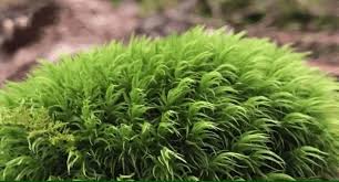 Attēlu rezultāti vaicājumam “| Dicranum”