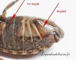 Attēlu rezultāti vaicājumam “Nithecus jacobaeae”