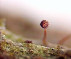 Attēlu rezultāti vaicājumam “Cribraria oregana”