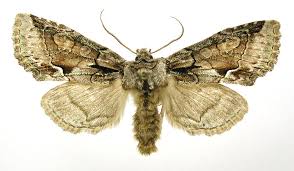 Attēlu rezultāti vaicājumam “Allophyes oxyacanthae”