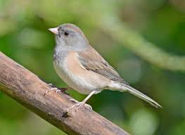 Image result for Junco hyemalis