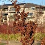 Attēlu rezultāti vaicājumam “Sorbaria sorbifolia fruit”