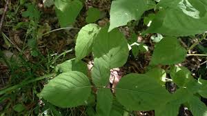 Attēlu rezultāti vaicājumam “Circaea lutetiana”