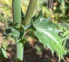 Attēlu rezultāti vaicājumam “Sonchus asper leaf”