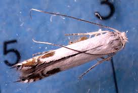 Attēlu rezultāti vaicājumam “Lyonetia clerkella”