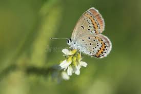 Attēlu rezultāti vaicājumam “Plebejus argyrognomon”