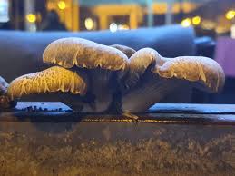 Attēlu rezultāti vaicājumam “Vouauxiomyces santessonii”