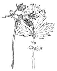 Attēlu rezultāti vaicājumam “Galium rivale fruit”