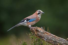 Attēlu rezultāti vaicājumam “Garrulus glandarius adult”