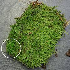 Attēlu rezultāti vaicājumam “Hypnum cupressiforme var. subjulacum”