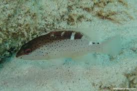 Image result for Cephalopholis fulva