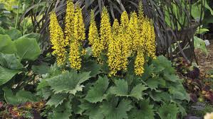 Attēlu rezultāti vaicājumam “Ligularia sibirica leaf”