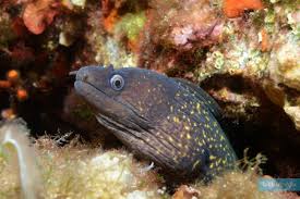 Image result for Muraena helena