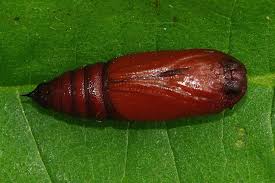 Attēlu rezultāti vaicājumam “Erannis defoliaria”