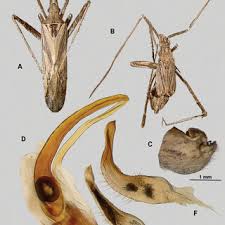 Attēlu rezultāti vaicājumam “Phytocoris sp.”