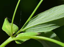 Attēlu rezultāti vaicājumam “Lathyrus sylvestris leaf”