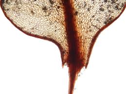 Attēlu rezultāti vaicājumam “Cinclidium stygium macro”