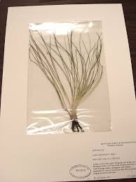 Attēlu rezultāti vaicājumam “Isoetaceae”