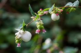 Attēlu rezultāti vaicājumam “Symphoricarpos albus fruit”
