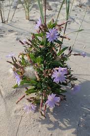 Attēlu rezultāti vaicājumam “Lactuca tatarica flower”