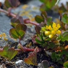 Attēlu rezultāti vaicājumam “Trifolium dubium fruit”