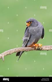 Image result for Falco vespertinus