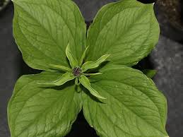 Attēlu rezultāti vaicājumam “Paris quadrifolia”