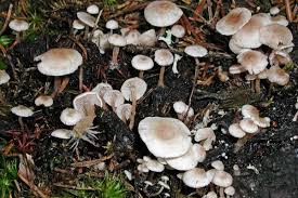 Attēlu rezultāti vaicājumam “Collybia cirrhata”