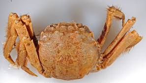 Image result for Eriocheir sinensis