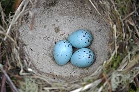 Attēlu rezultāti vaicājumam “Turdus merula eggs”