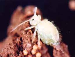Attēlu rezultāti vaicājumam “Collembola”