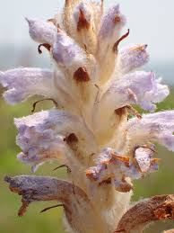 Attēlu rezultāti vaicājumam “Orobanche coerulescens flower”
