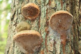 Attēlu rezultāti vaicājumam “Phellinus chrysoloma”