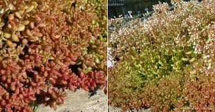 Image result for Sedum album `Coral Carpet`