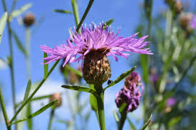 Attēlu rezultāti vaicājumam “Centaurea jacea bud”