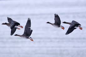 Image result for Anser fabalis