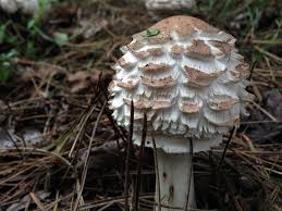 Attēlu rezultāti vaicājumam “Macrolepiota rhacodes”